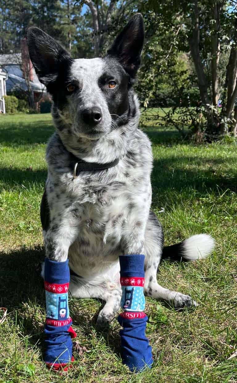 2024 UR Socks on Sonny