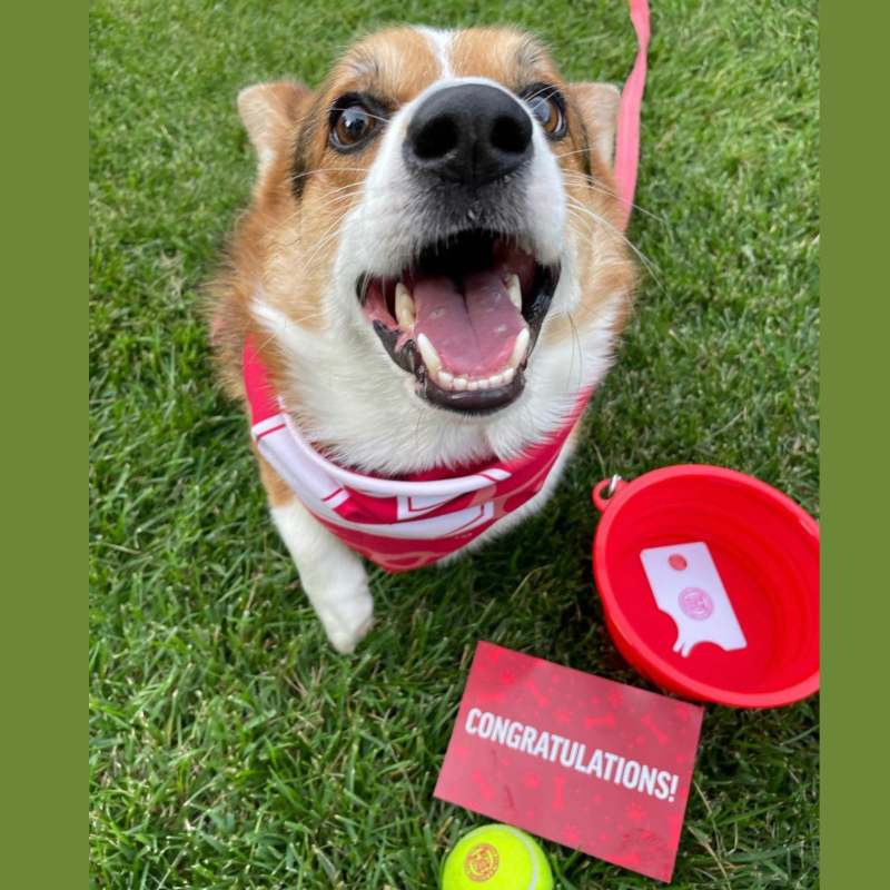 Pets in Recruitment Marketing