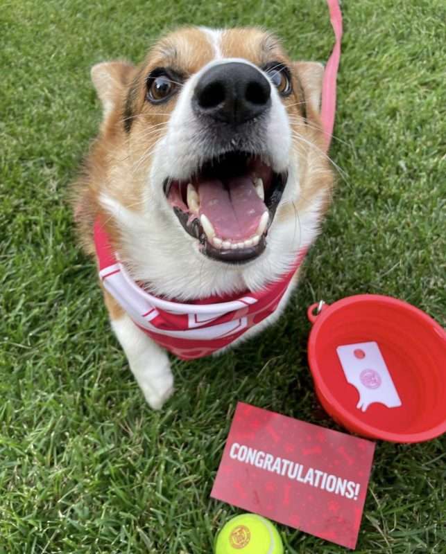 Pets and Alumni Engagement