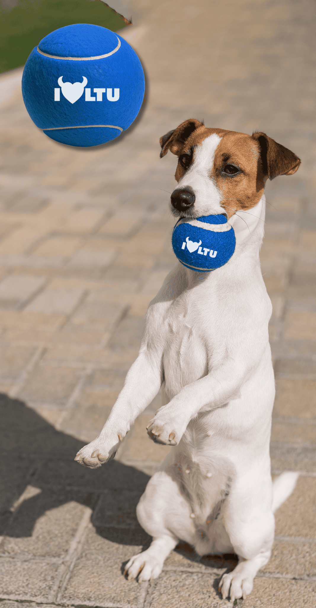 pet-inclusive admissions